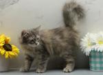 Lava of RomanovCats - Siberian Kitten For Sale - Ashburn&comma; VA&comma; US