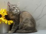Lava of RomanovCats - Siberian Kitten For Sale - Ashburn&comma; VA&comma; US