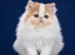 Peach - Persian Kitten For Sale - 