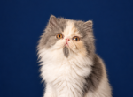 Grace - Persian Kitten For Sale - 