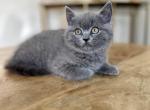 Tommy - British Shorthair Kitten For Sale - Woodland Park&comma; CO&comma; US
