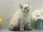 Lunara of RomanovCats - Siberian Kitten For Sale - Ashburn&comma; VA&comma; US