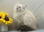 Lunara of RomanovCats - Siberian Kitten For Sale - Ashburn&comma; VA&comma; US