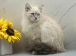 Lunara of RomanovCats - Siberian Kitten For Sale - Ashburn&comma; VA&comma; US