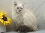 Lunara of RomanovCats - Siberian Kitten For Sale - Ashburn&comma; VA&comma; US