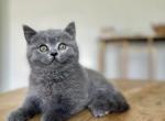 Ralph - British Shorthair Kitten For Sale - Woodland Park&comma; CO&comma; US