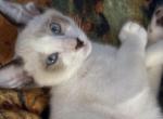 Eva's Siamese Snowshoe - Siamese Kitten For Sale - Moneta&comma; VA&comma; US