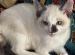 Snows Siamese Snowshoe - Siamese Kitten For Sale - Moneta&comma; VA&comma; US