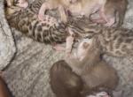 Bengal Marble kittens - Bengal Kitten For Sale - Holbrook&comma; NY&comma; US