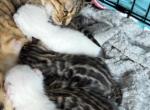 Missy Bengal kittens - Bengal Kitten For Sale - 