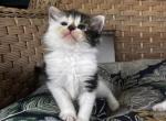 Mini - Siberian Kitten For Sale - Winchester&comma; VA&comma; US