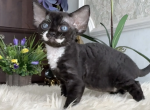 Quiana - Devon Rex Kitten For Sale - NY&comma; US