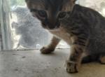 Savannah purebred black male n female - Savannah Kitten For Sale - Cleveland&comma; OH&comma; US
