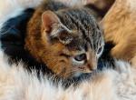 Exotic Savannah Purebred Kittens 1Male n 1 Female - Savannah Kitten For Sale - Cleveland&comma; OH&comma; US