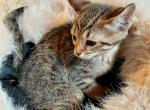 Savannah purebred female and male - Savannah Kitten For Sale - 