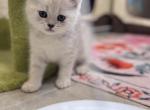 Jeannie - British Shorthair Kitten For Sale - Las Vegas&comma; NV&comma; US