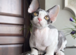 Samuel - Devon Rex Kitten For Sale - NY&comma; US