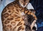 Divas upcoming litter - Bengal Kitten For Sale - 