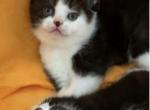 Lucky - British Shorthair Kitten For Sale - Huntingtn Bch&comma; CA&comma; US