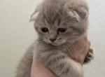 Sunny - Scottish Fold Kitten For Sale - 
