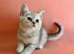 Leo - British Shorthair Kitten For Sale - Huntingtn Bch&comma; CA&comma; US