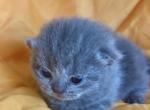Lord - Scottish Fold Kitten For Sale - Huntingtn Bch&comma; CA&comma; US