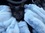 midnight blue - Domestic Kitten For Sale - Kent&comma; WA&comma; US