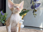 Yakov - Devon Rex Kitten For Sale - NY&comma; US