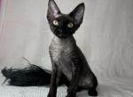 Devon Rex black male - Devon Rex Kitten For Sale - Hollywood&comma; FL&comma; US