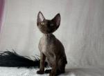 Devon Rex Chocolate male - Devon Rex Kitten For Sale - Hollywood&comma; FL&comma; US