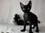 Devon Rex black female - Devon Rex Kitten For Sale - Hollywood&comma; FL&comma; US