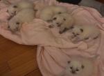 Ragdoll - Ragdoll Kitten For Sale - Baltimore&comma; MD&comma; US