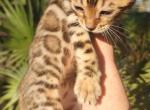 Moons upcoming litter - Bengal Kitten For Sale - 