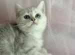 Snow ball - British Shorthair Kitten For Sale - 