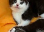 Monroe - British Shorthair Kitten For Sale - 