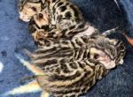 TICA Bengal Kittens - Bengal Kitten For Sale - Camarillo&comma; CA&comma; US
