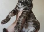 Brown Marble Bengal Male - Bengal Kitten For Sale - NY&comma; US