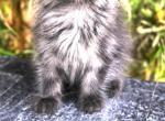 Black smoke female - Maine Coon Kitten For Sale - Grant Valkaria&comma; FL&comma; US