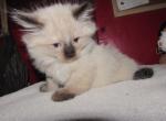 kittens deposit - Ragdoll Kitten For Sale - Beckley&comma; WV&comma; US