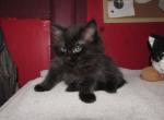 kittens deposit - Ragdoll Kitten For Sale - Beckley&comma; WV&comma; US