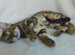 Brown Rosetted Bengal Male - Bengal Kitten For Sale - NY&comma; US