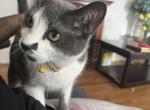 Nala - Domestic Cat For Adoption - Clinton Township&comma; MI&comma; US
