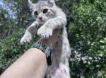 Highland Lynx in Montana - Highlander Kitten For Sale - Absarokee&comma; MT&comma; US