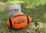 Lucy - Persian Kitten For Sale - Becker&comma; MN&comma; US