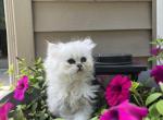 Daisy - Persian Kitten For Sale - Becker&comma; MN&comma; US