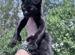 Polydactyl Black Male kittens - Polydactyl Kitten For Sale - Absarokee&comma; MT&comma; US