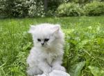Luna - Persian Kitten For Sale - 