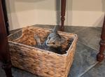 Tiger - Domestic Kitten For Sale - Narvon&comma; PA&comma; US