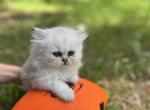 Lily - Persian Kitten For Sale - Becker&comma; MN&comma; US