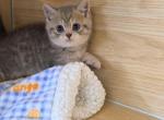 Bubu - British Shorthair Kitten For Sale - Chino&comma; CA&comma; US